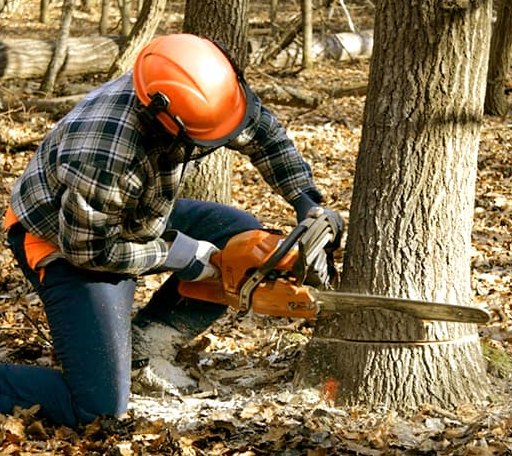 Tree Removal in Marietta, IL